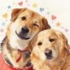 红豆果宝，身体都好