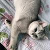 甜筒是只喵🐱