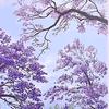 紫气东来