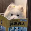 汪汪学习 ing