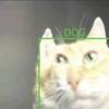TAC不是猫