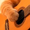 猫爪的吉他