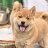 老陈养狗