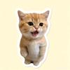 小猫百科
