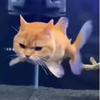 ༺猫鱼༺