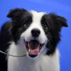 摩登时代犬舍-边境牧羊犬