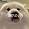 明月（洛克手游）