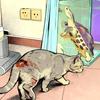 流浪的龟和流浪的猫