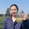 小林的茶