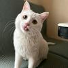 桃子家的粘人猫（关回）
