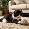 大猫测评·猫用品🐾