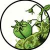 绿番茄Green tomato