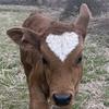 手语牛🐮