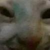 大肥龙