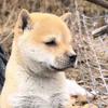 广西田园犬-福宝