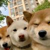 大树说国补