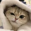 孤独小猫