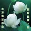 雨荷