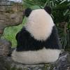 🍀幸运鵝✿❀ൢ༻