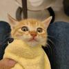 吉宝是只猫
