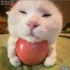 不吃🐟.