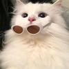 易只桃桃钦小猫