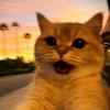 太阳PUBG
