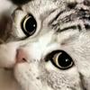 MIYA