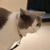 艾笙