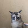 锅包又是只猫