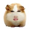 猪妞大王