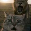 方块猫
