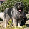 高原猛犬养殖