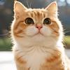 汤圆是只🐱