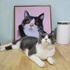 小蕊说养猫