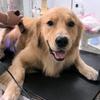 狗新