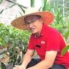 糖蜜肥侯期任