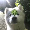 Tsuki_csy