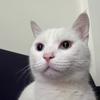 小猫劳弟
