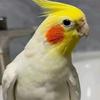 本草鹦叔🦜