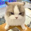 猫meme回忆录