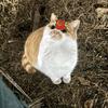 猕猕桃