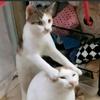 KIMOJI爱开猫托车