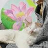 猫语十级葫芦娃