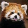 Mammalian Fauna兽类观察