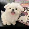 李不言的妳