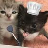 钓鱼猫🎣