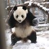 木头人