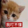 知豆