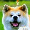 秋峰犬舍秋田犬柴犬